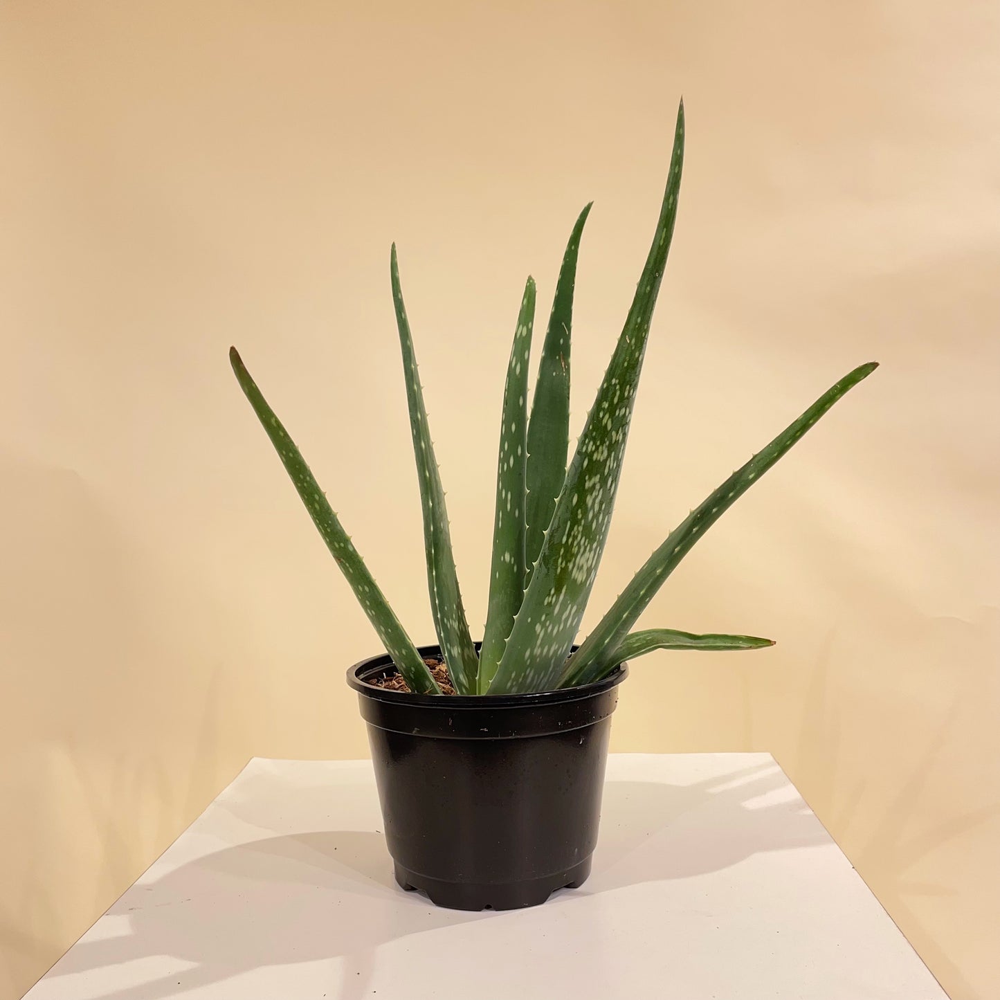 Aloe (Aloe vera) in a 5 inch pot. Indoor plant for sale by Promise Supply for delivery and pickup in Toronto