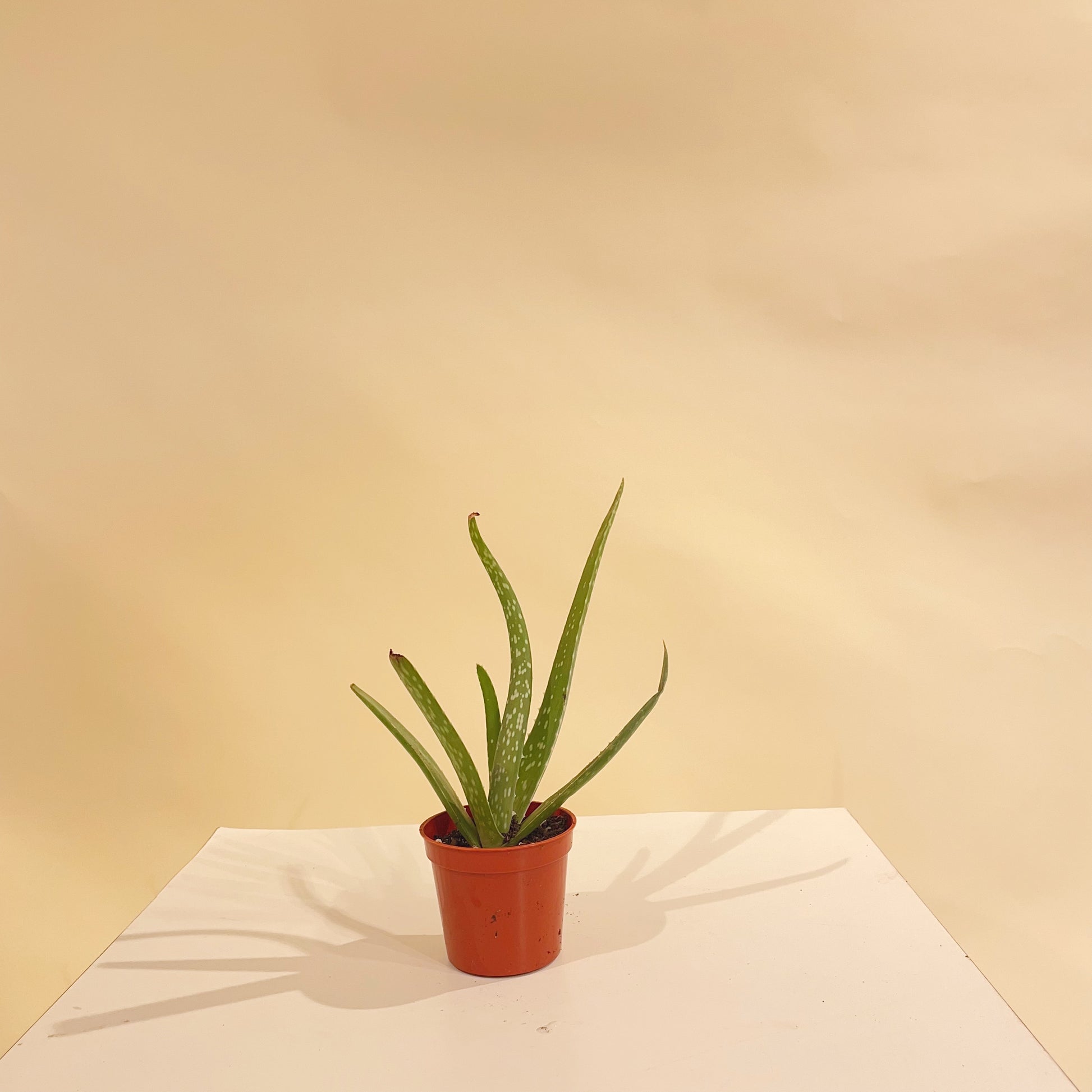aloe vera plant toronto Aloe Vera: Barbadensis - 2.5" Pot