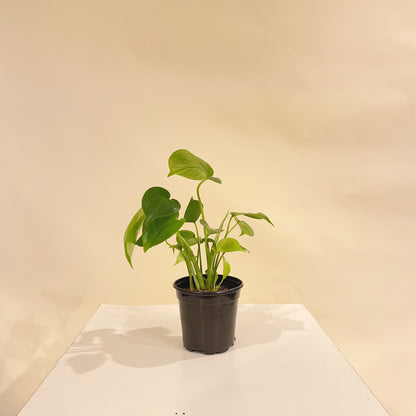 Swiss Cheese Monstera (Monstera deliciosa) in a 4 inch pot. Indoor plant for sale by Promise Supply for delivery and pickup in Toronto