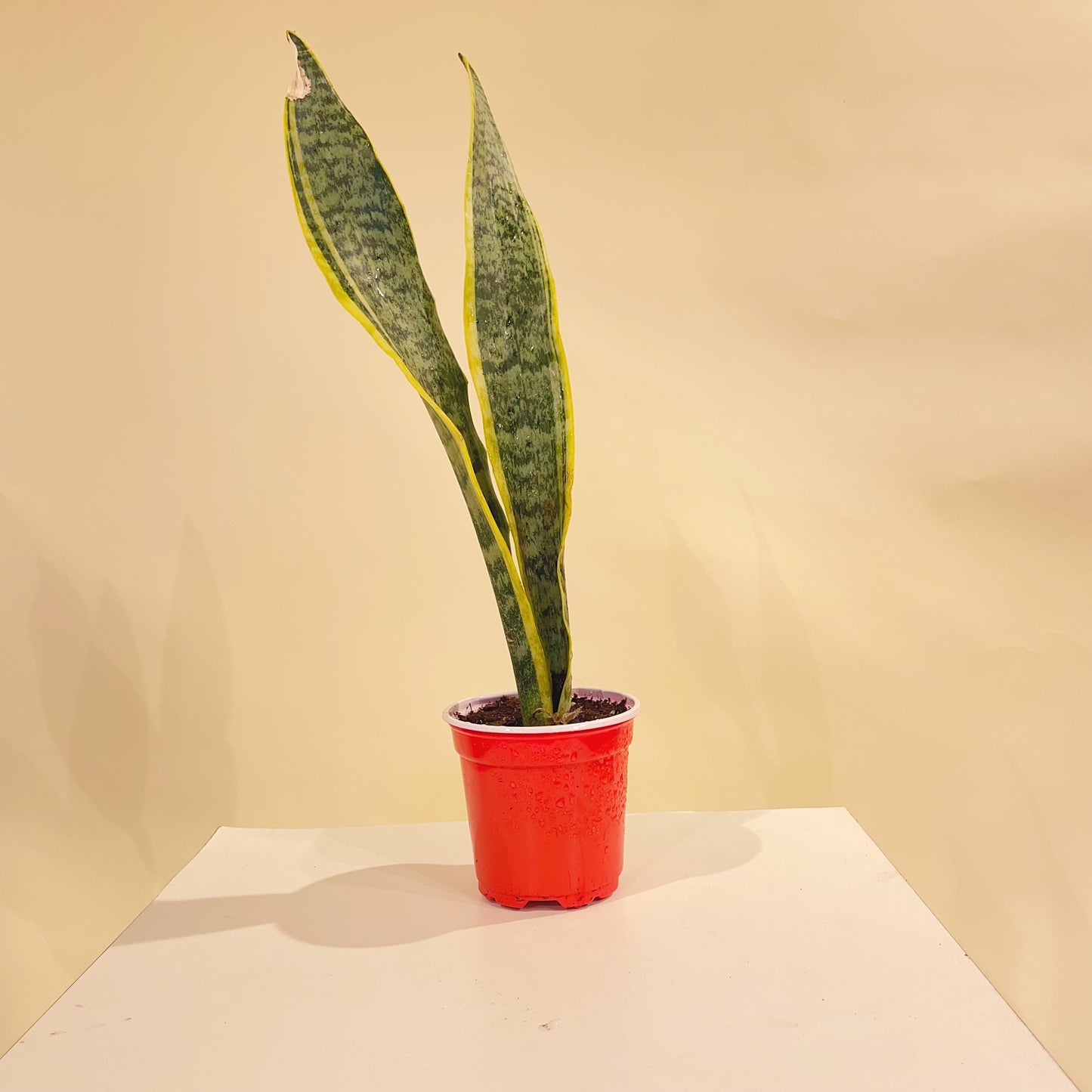 Yellow Snake Plant (Sansevieria trifasciata) in a 4 inch pot. Indoor plant for sale by Promise Supply for delivery and pickup in Toronto