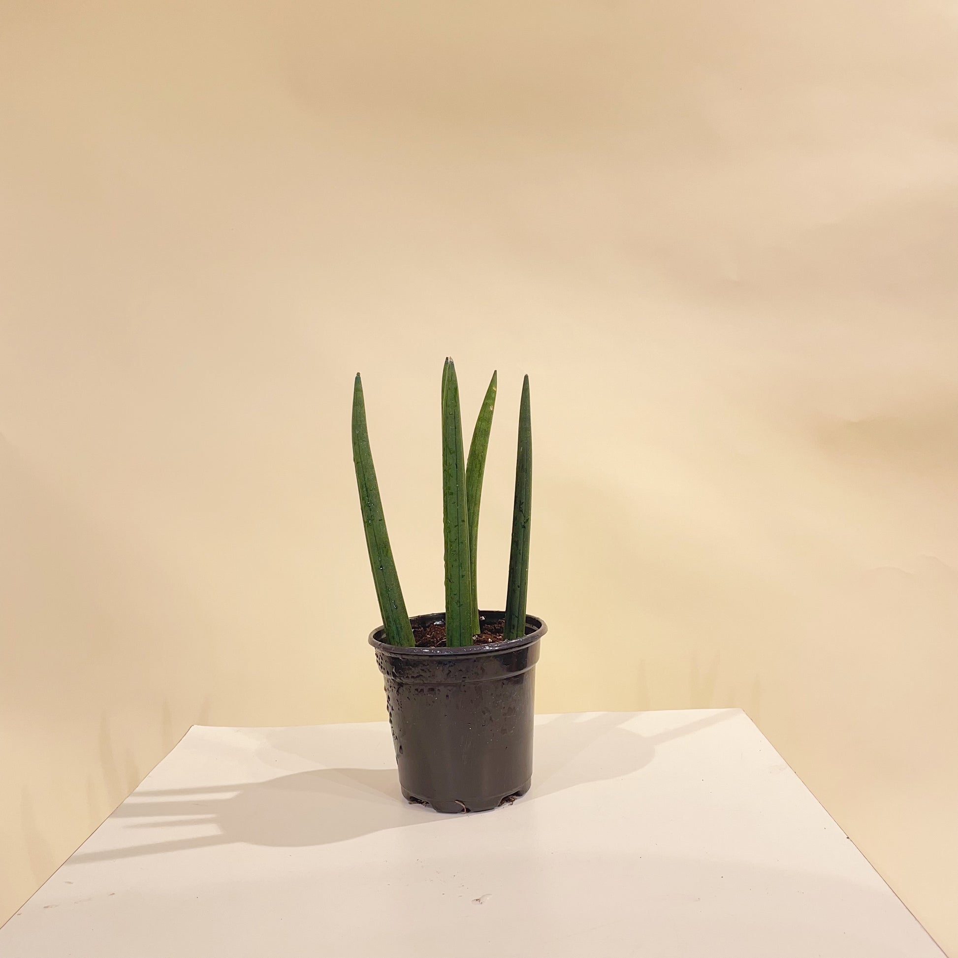 Spear Snake plant (Sansevieria cylindrica) in a 4 inch pot. Indoor plant for sale by Promise Supply for delivery and pickup in Toronto