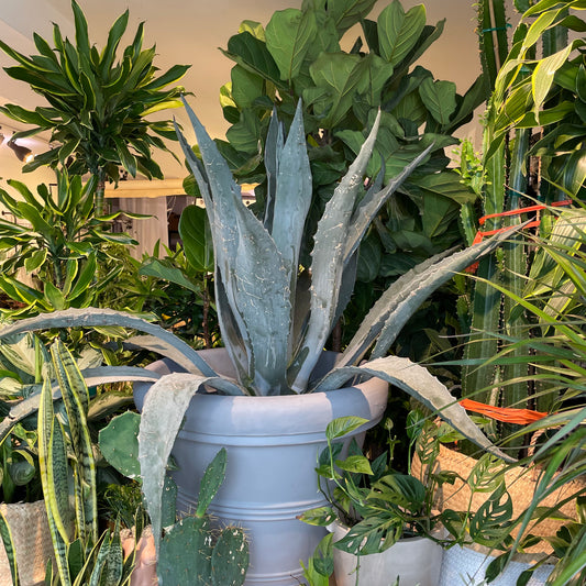 Mescal Desert Agave (Agave deserti 'Mescal') in a 17 inch pot. Indoor plant for sale by Promise Supply for delivery and pickup in Toronto