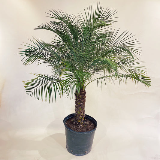 Date Palm (Phoenix roebelenii) in a 17 inch pot. Indoor plant for sale by Promise Supply for delivery and pickup in Toronto