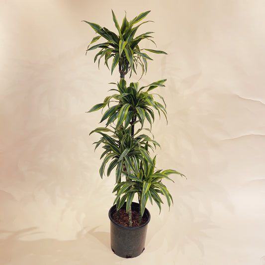Warneckii Dracaena, Variegated Dracaena (Dracaena fragrans) in a 10 inch pot. Indoor plant for sale by Promise Supply for delivery and pickup in Toronto