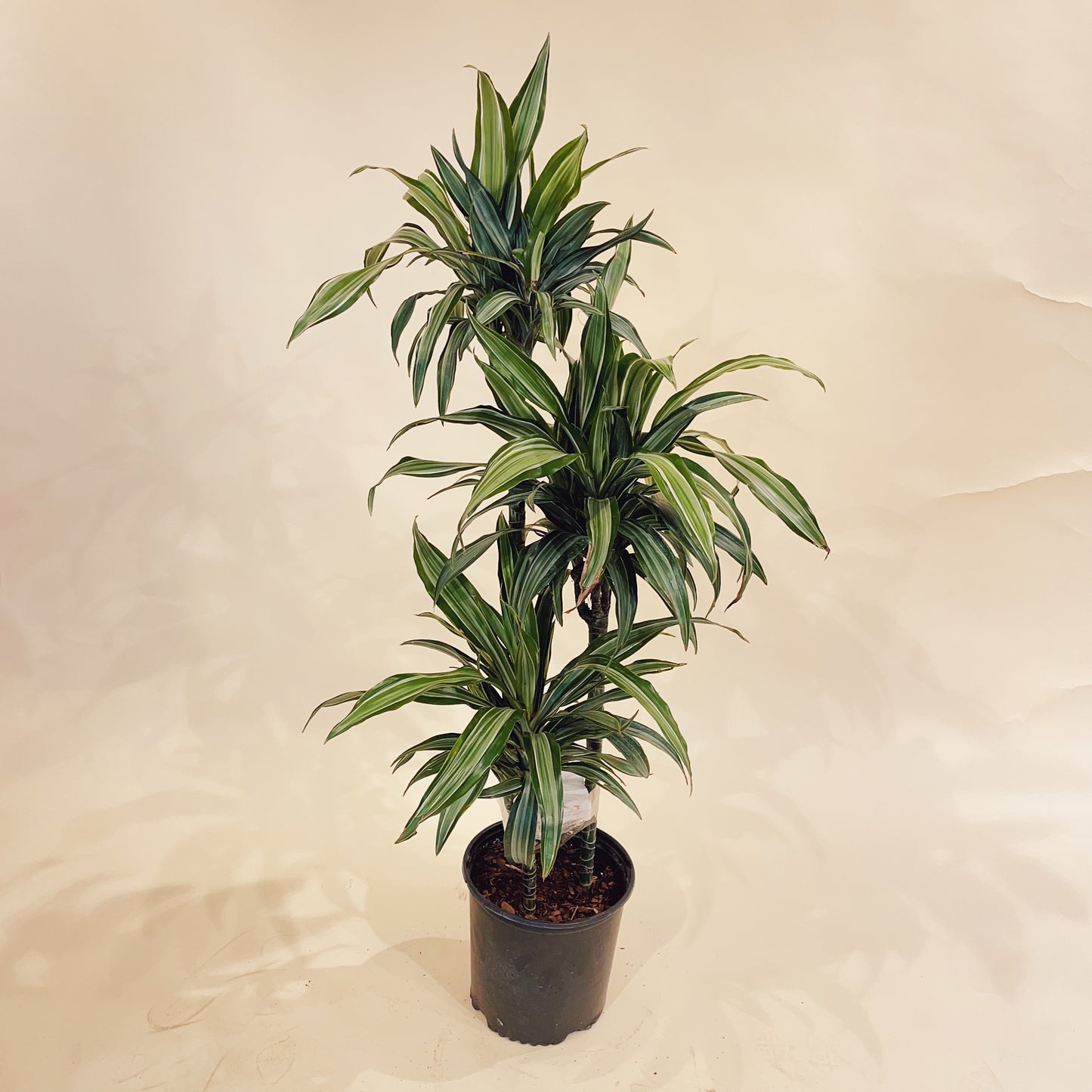 Warneckii Dracaena, Variegated Dracaena (Dracaena fragrans) in a 10 inch pot. Indoor plant for sale by Promise Supply for delivery and pickup in Toronto