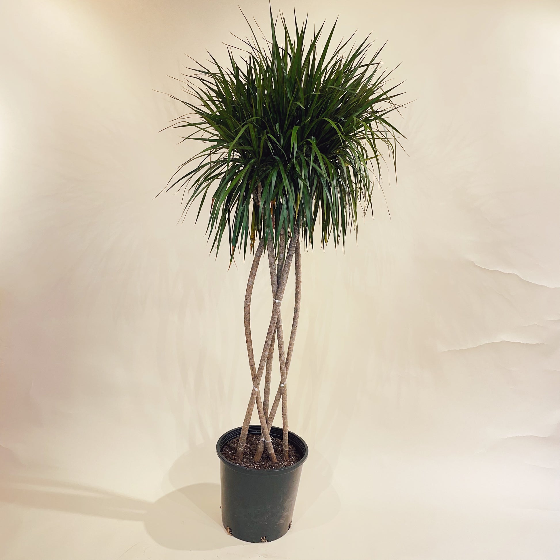 dracaena marginata weave Zulu Weave Dragon Tree: Dracaena - 14" Pot