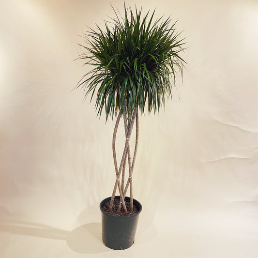 Madagascar Dragon tree, Dragon Tree, (Dracaena marginata) in a 14 inch pot. Indoor plant for sale by Promise Supply for delivery and pickup in Toronto