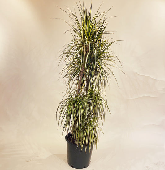 Kiwi Dragon tree (Dracaena marginata) in a 12 inch pot. Indoor plant for sale by Promise Supply for delivery and pickup in Toronto
