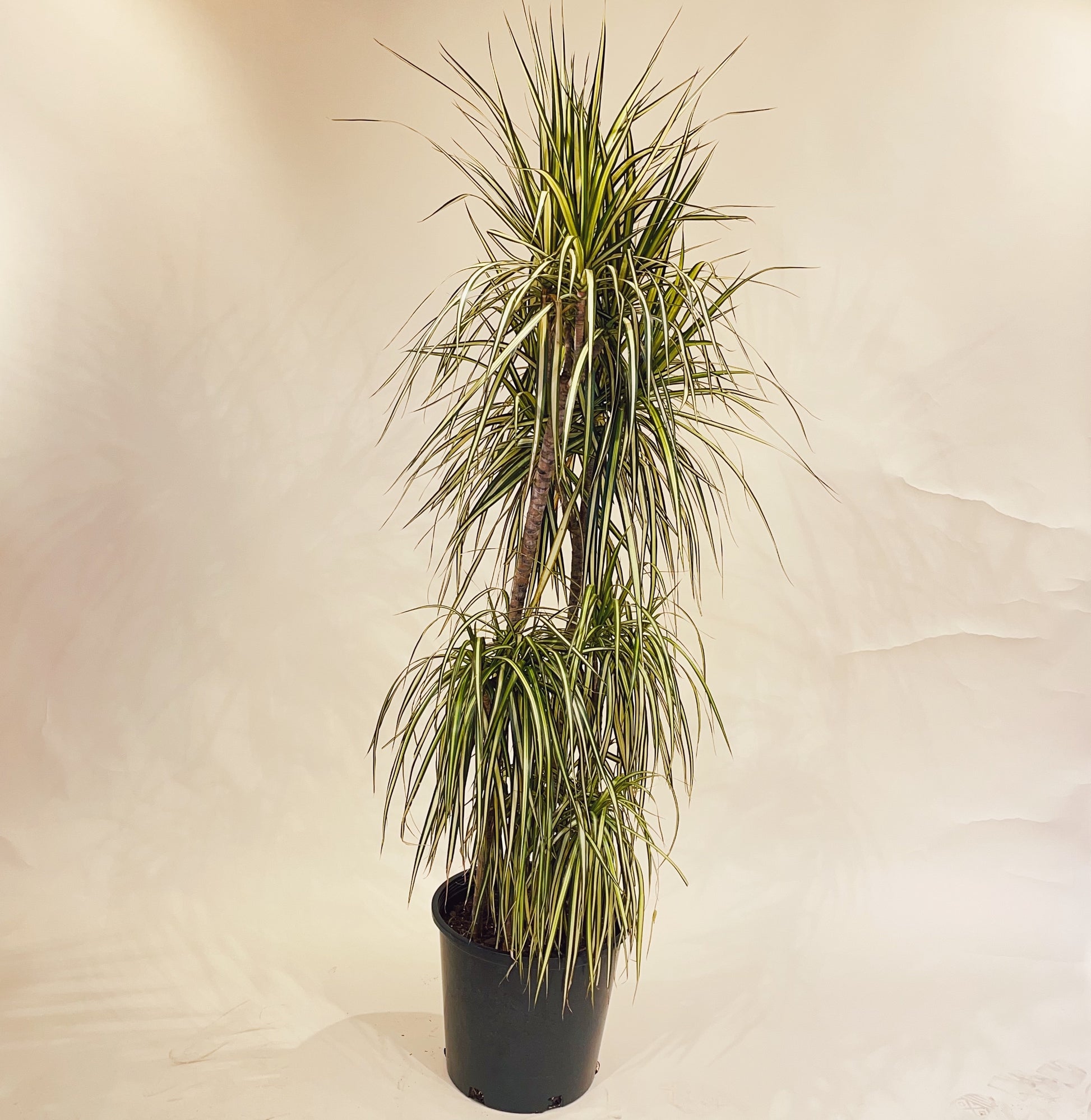 dracaena kiwi cane Kiwi Staggered Dragon Tree - 12" Pot
