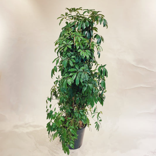 Umbrella Tree (Schefflera arboricola) in a 14 inch pot. Indoor plant for sale by Promise Supply for delivery and pickup in Toronto