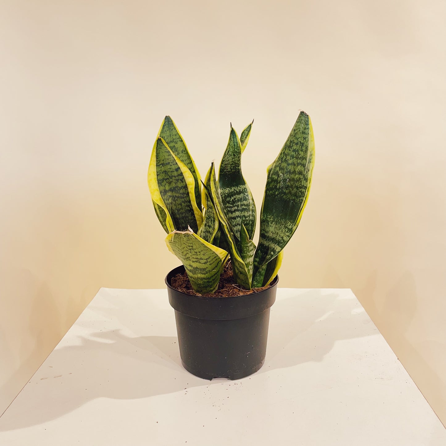 Yellow Snake Plant (Sansevieria trifasciata) in a 5 inch pot. Indoor plant for sale by Promise Supply for delivery and pickup in Toronto
