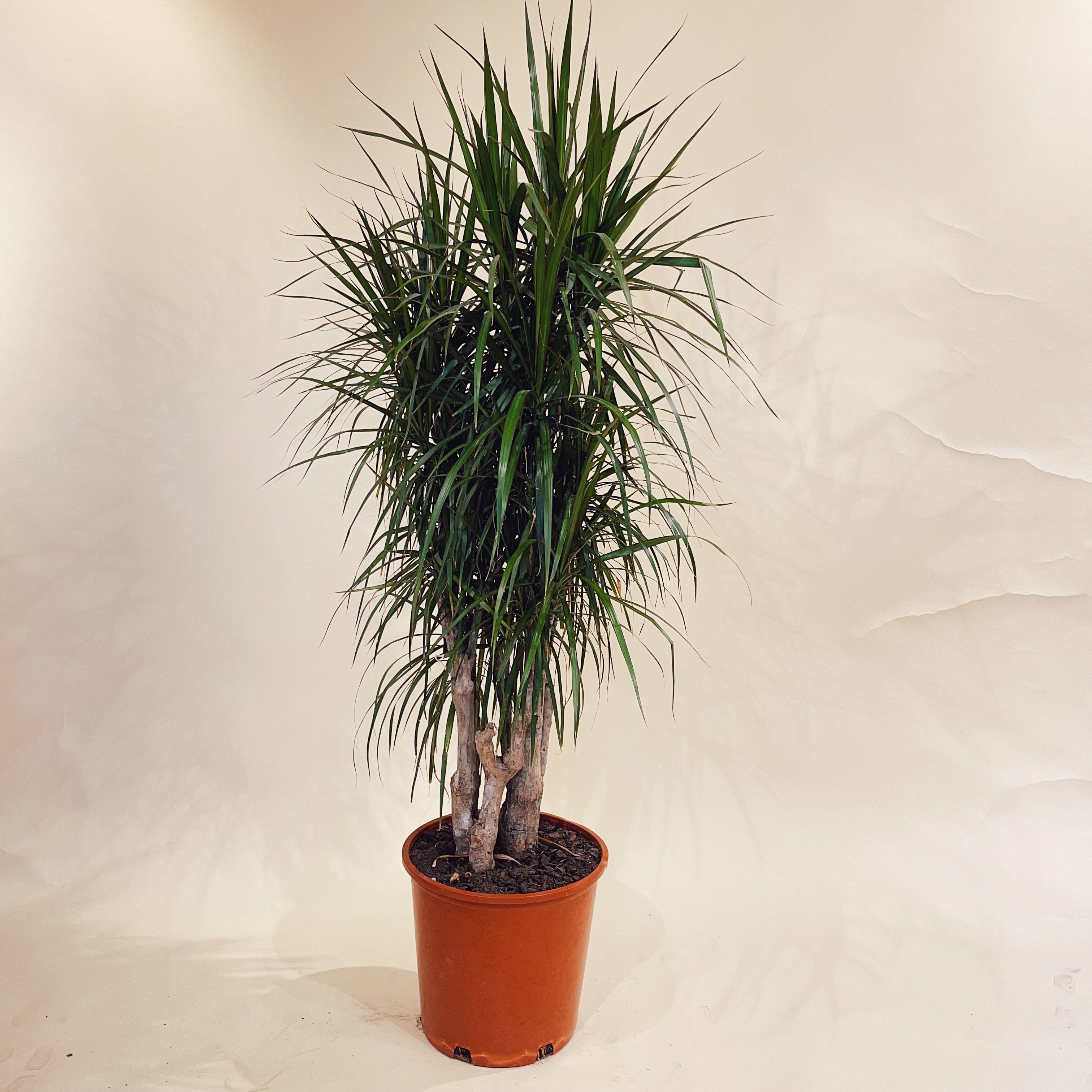 Dragon Tree Candelabra - 5 Foot Plant - 14