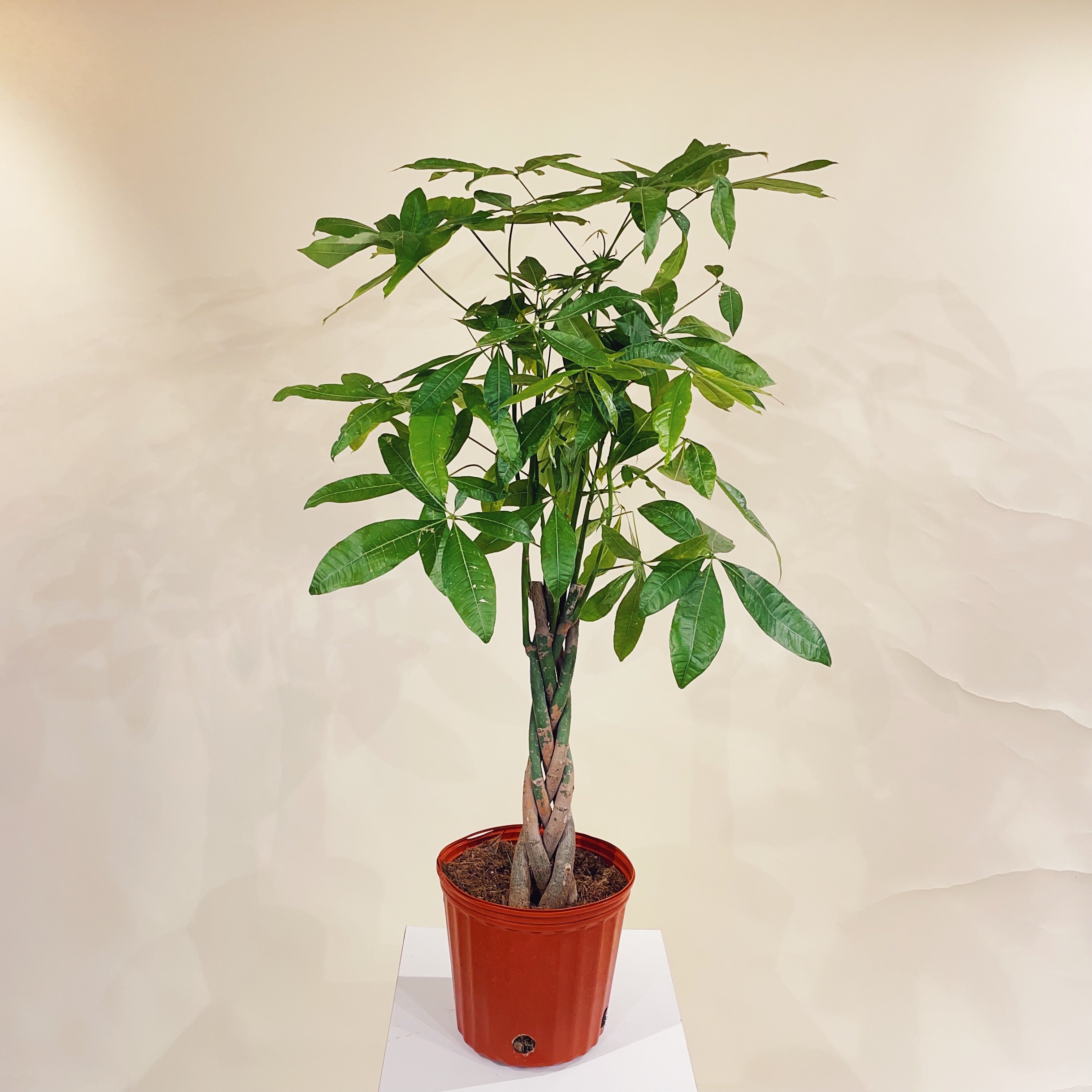 Money tree outlet stand