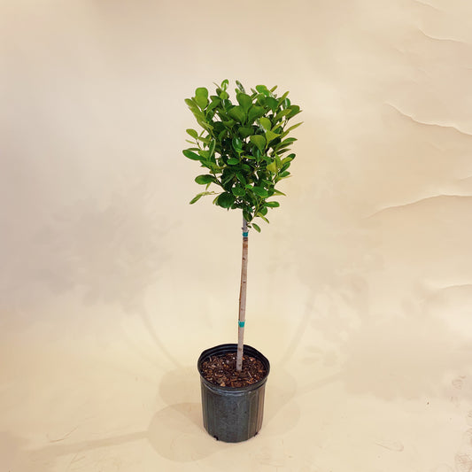 Ficus Daniella, Ficus Moclame, Indian Laurel (Ficus microcarpa) in a 10 inch pot. Indoor plant for sale by Promise Supply for delivery and pickup in Toronto