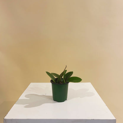 Wax Vine: Hoya australis - 4 inch pot — indoor plant — indoor plant for sale by Promise Supply for delivery and pickup in Toronto.