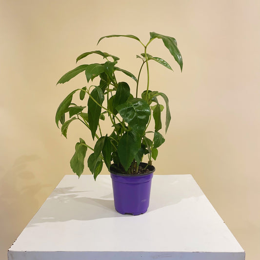 Alpine Umbrella Tree (Schefflera actinophylla) in a 4 inch pot. Indoor plant for sale by Promise Supply for delivery and pickup in Toronto