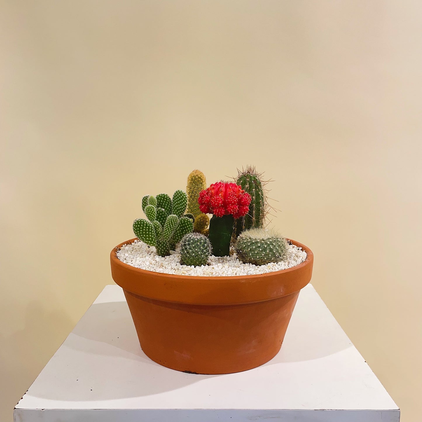 Cactus Garden () in a 8 inch pot. Indoor plant for sale by Promise Supply for delivery and pickup in Toronto