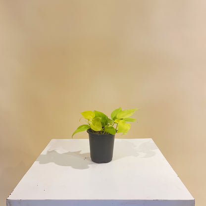 Lemon Heart Leaf: Philodendron cordatum 'Neon' - 4 inch pot — indoor plant — indoor plant for sale by Promise Supply for delivery and pickup in Toronto.