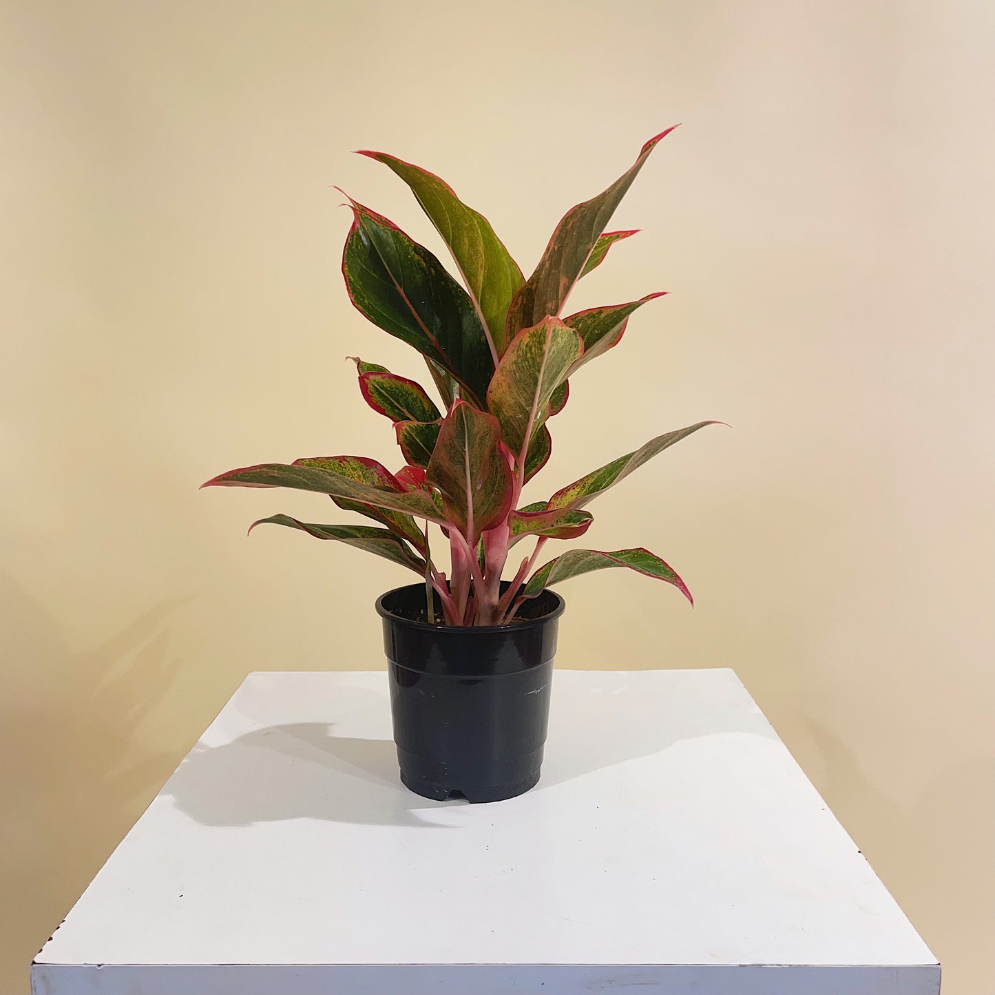 Chinese evergreen, Philippine evergreen (Aglaonema) in a 5 inch pot. Indoor plant for sale by Promise Supply for delivery and pickup in Toronto