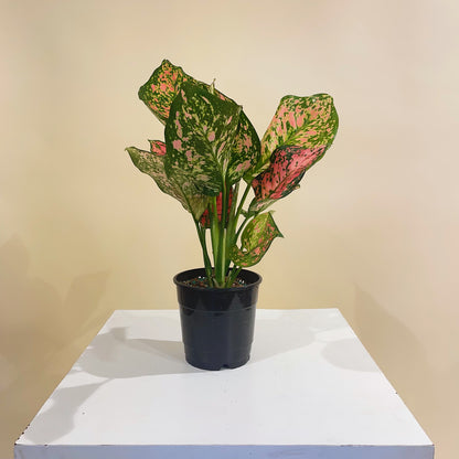 Chinese evergreen, Philippine evergreen (Aglaonema) in a 5 inch pot. Indoor plant for sale by Promise Supply for delivery and pickup in Toronto