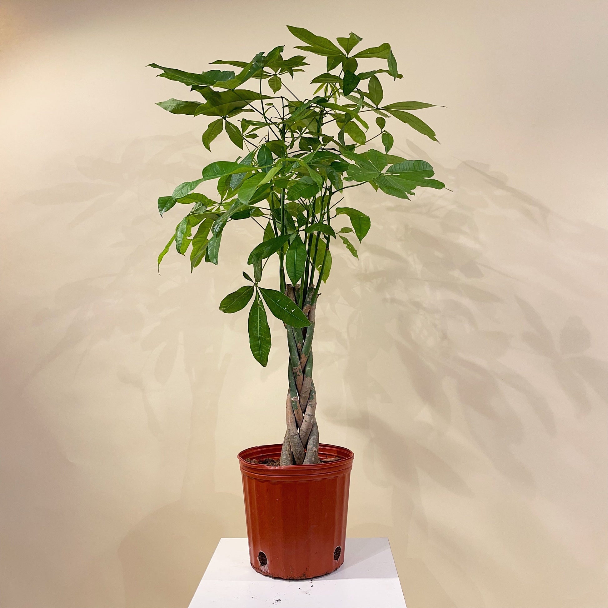 money tree delivery toronto Money Tree: Pachira Aquatica - 10" Pot