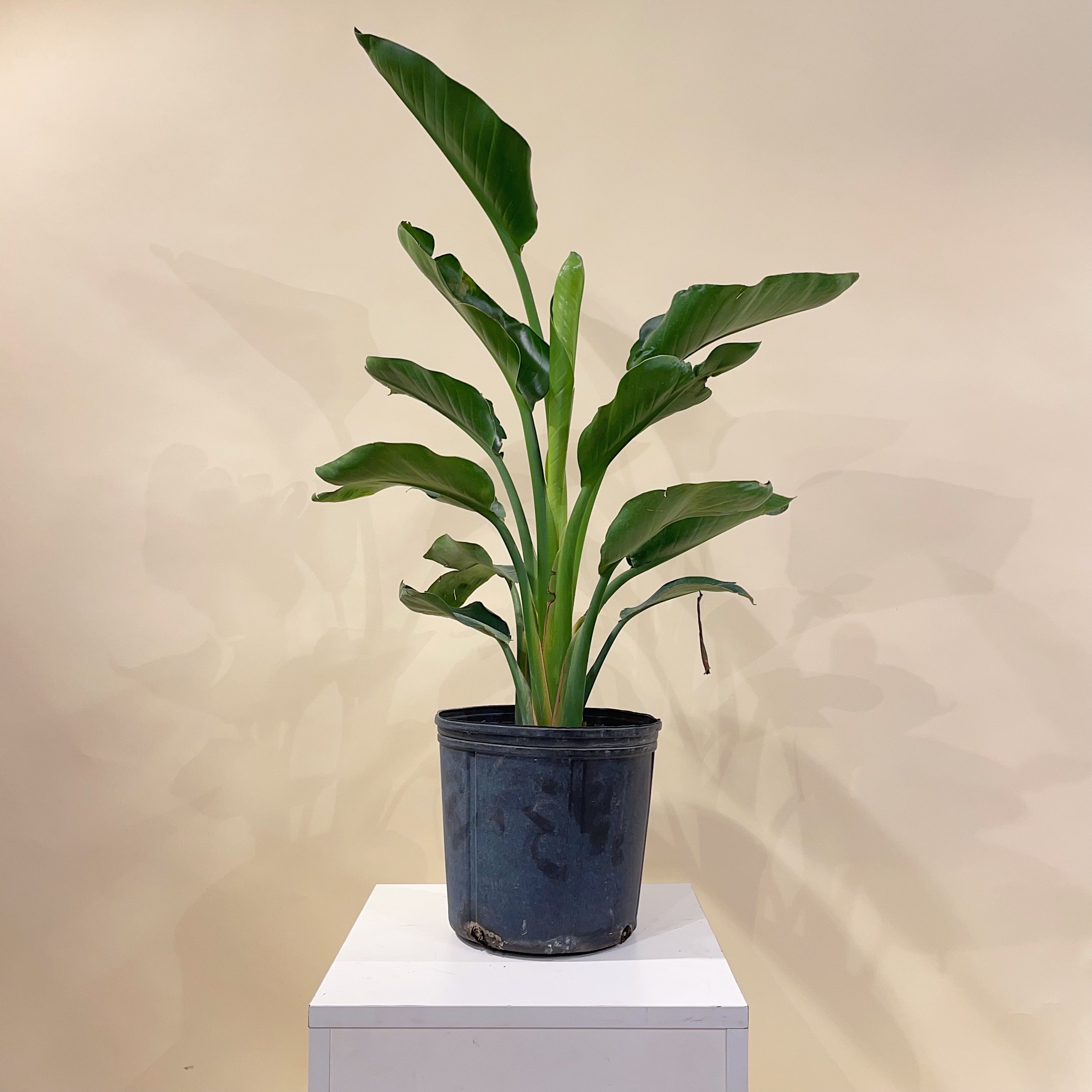 White Bird of Paradise: Strelitzia nicolai - 10 inch pot - 3-5 foot tall