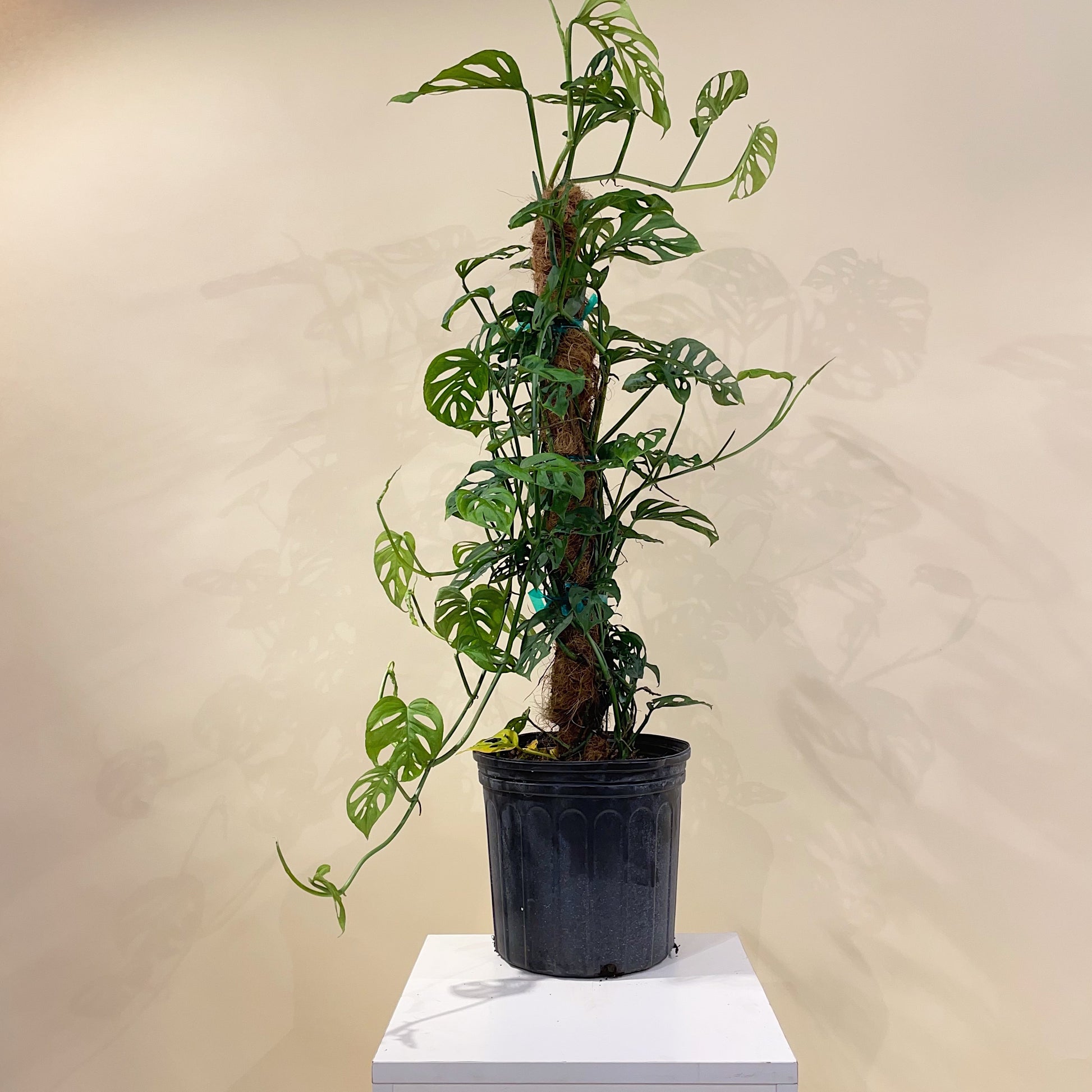 monstera swiss cheese vine plant Monstera Adansonii on Totem - 10" Pot