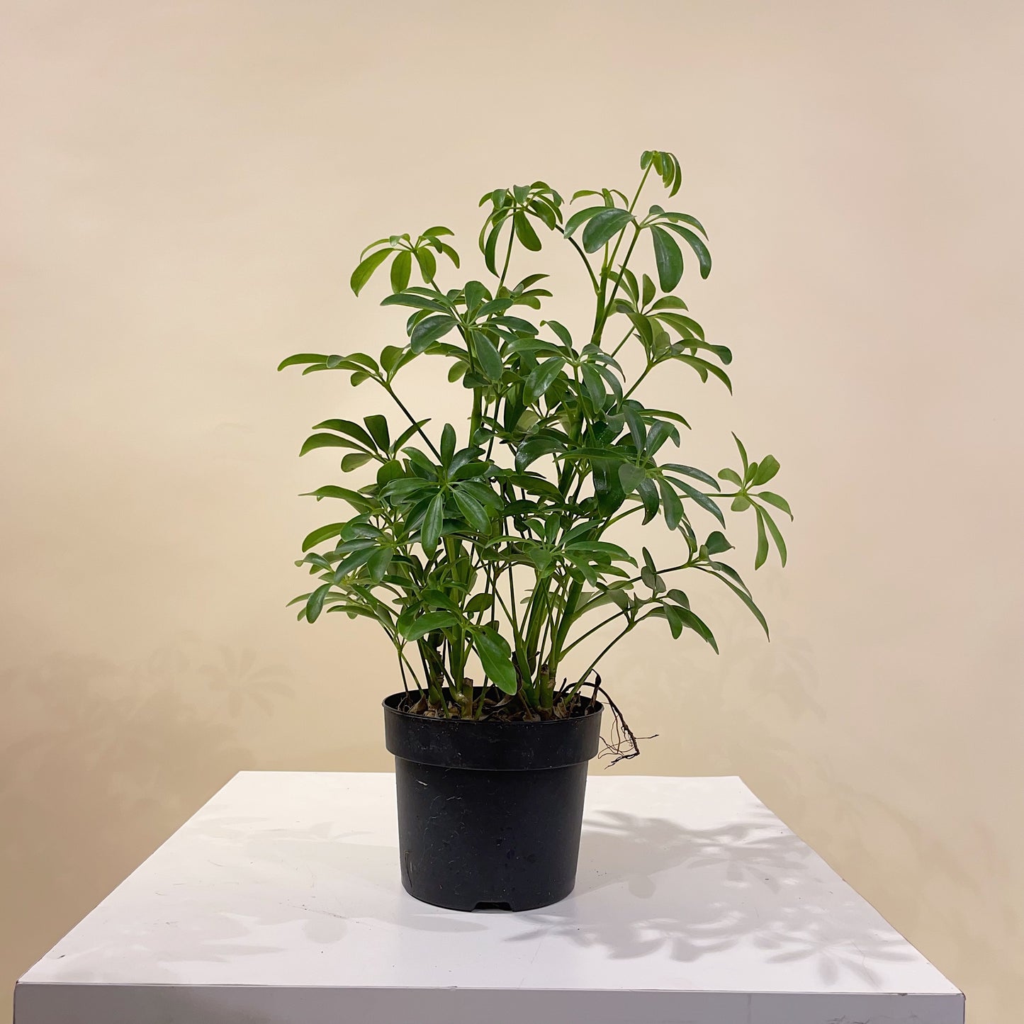 Dwarf Umbrella Tree (Schefflera arboricola) in a 5 inch pot. Indoor plant for sale by Promise Supply for delivery and pickup in Toronto