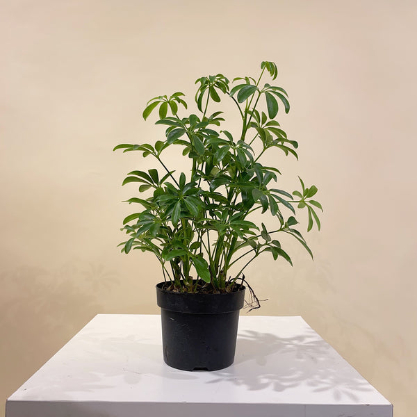 schefflera arboricola mini Dwarf Umbrella Bush: Schefflera - 5" Pot