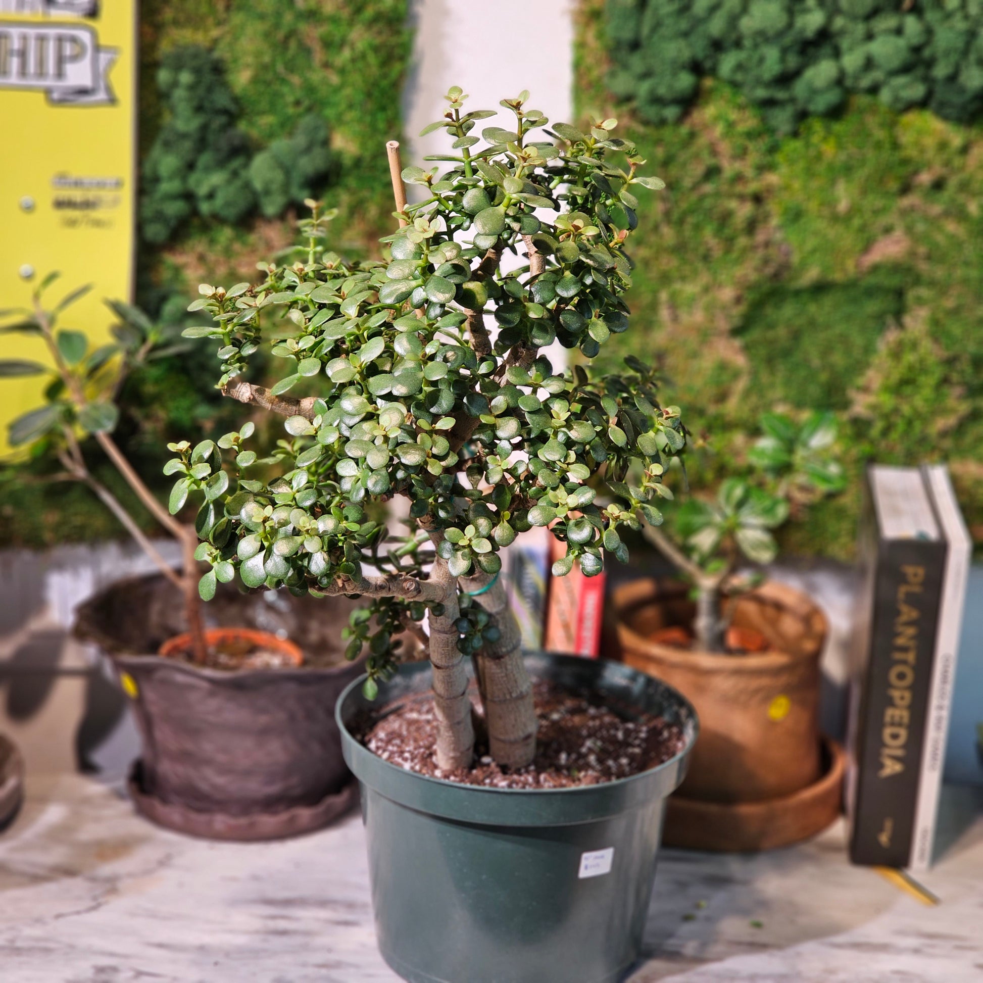 Jade Tree (Crassula ovata) in a 10 inch pot. Indoor plant for sale by Promise Supply for delivery and pickup in Toronto