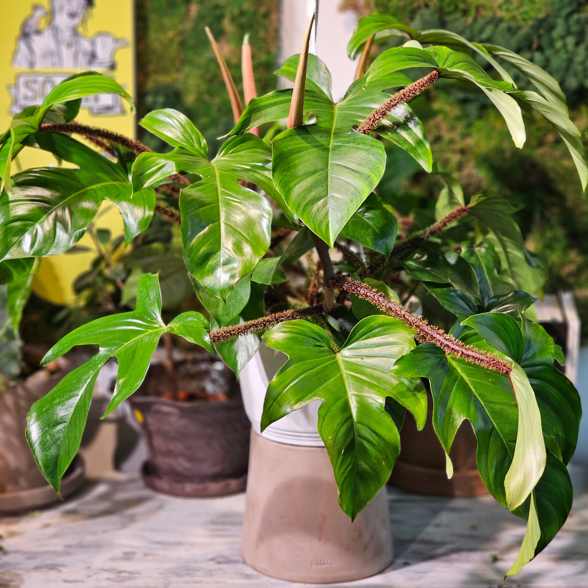 philodendron squamiferum Hairy Philodendron Squamiferum - 10" Pot