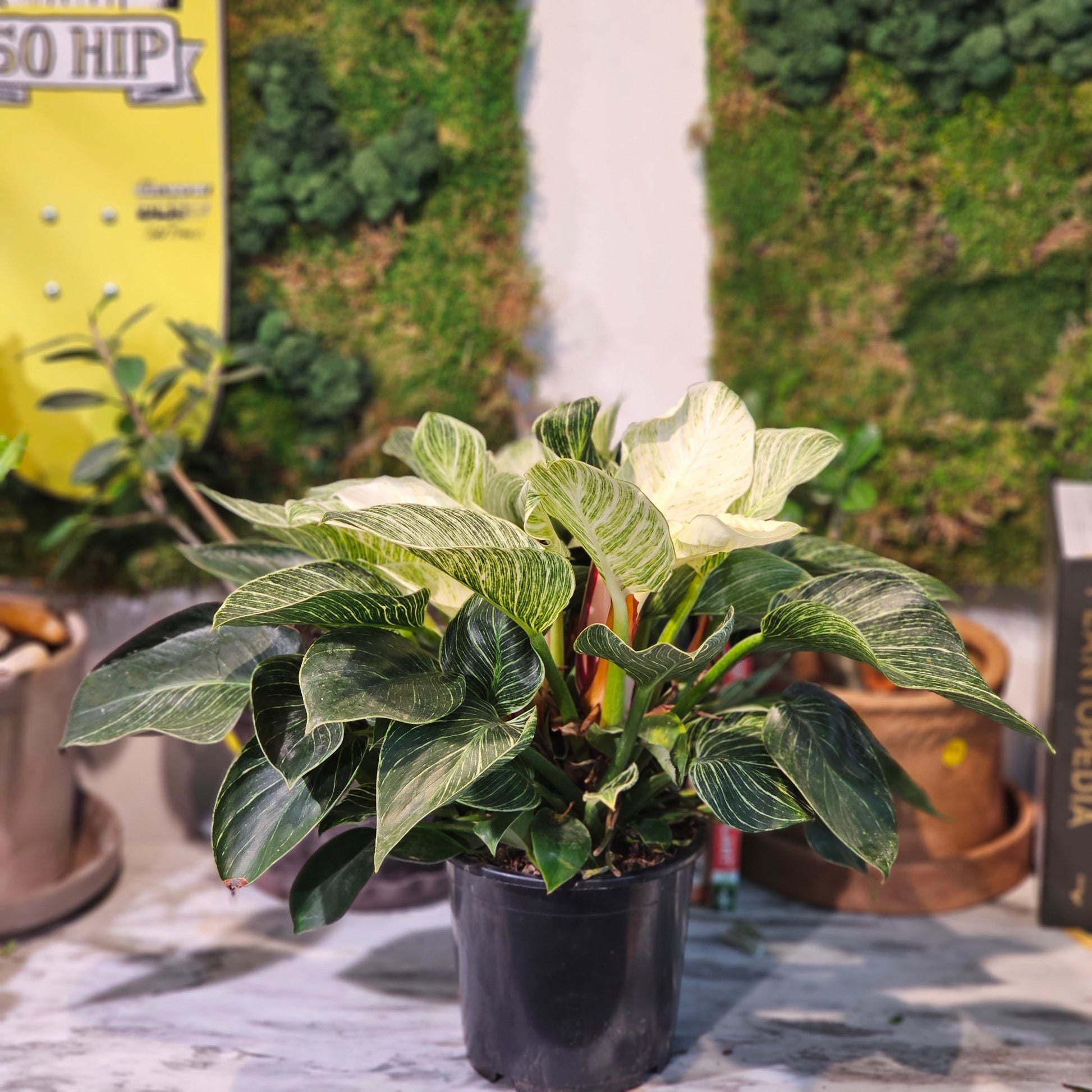 Birkin Philo (Philodendron) in a 6 inch pot. Indoor plant for sale by Promise Supply for delivery and pickup in Toronto