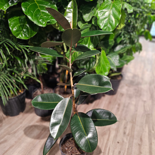 Burgundy Rubber Plant Column (Ficus elastica) in a 10 inch pot. Indoor plant for sale by Promise Supply for delivery and pickup in Toronto