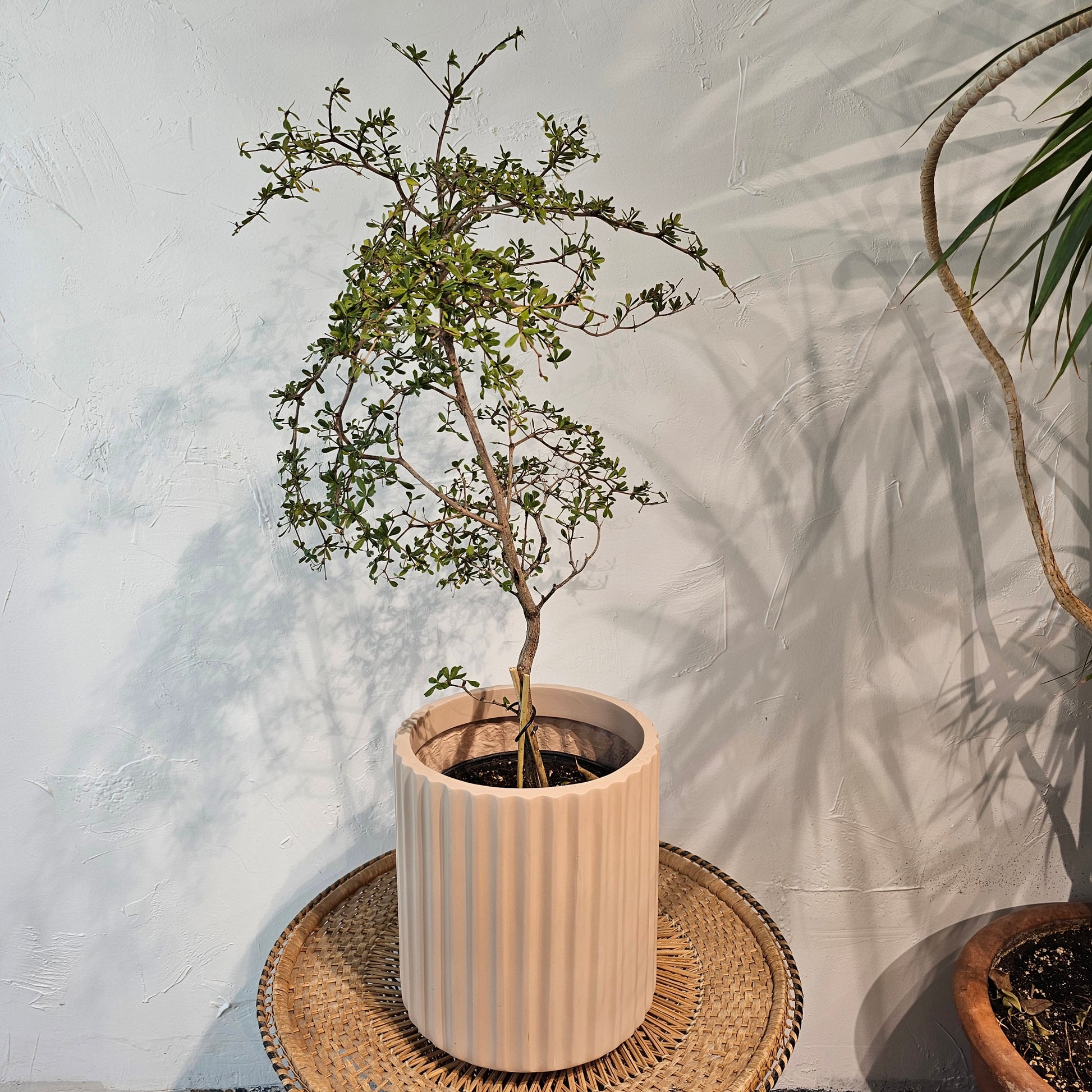 shady lady indoor plant Shady Lady Bonsai Black Olive Tree: Bucida Buceras - 10" Pot