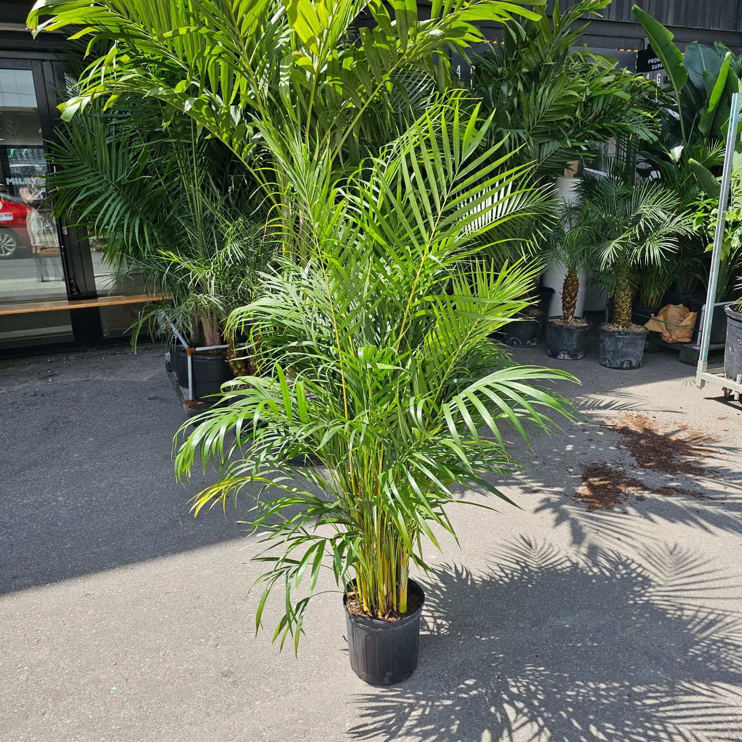 Bamboo Palm (Dypsis lutescens) in a 10 inch pot. Indoor plant for sale by Promise Supply for delivery and pickup in Toronto