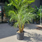 Date Palm (Phoenix roebelenii) in a 14 inch pot. Indoor plant for sale by Promise Supply for delivery and pickup in Toronto