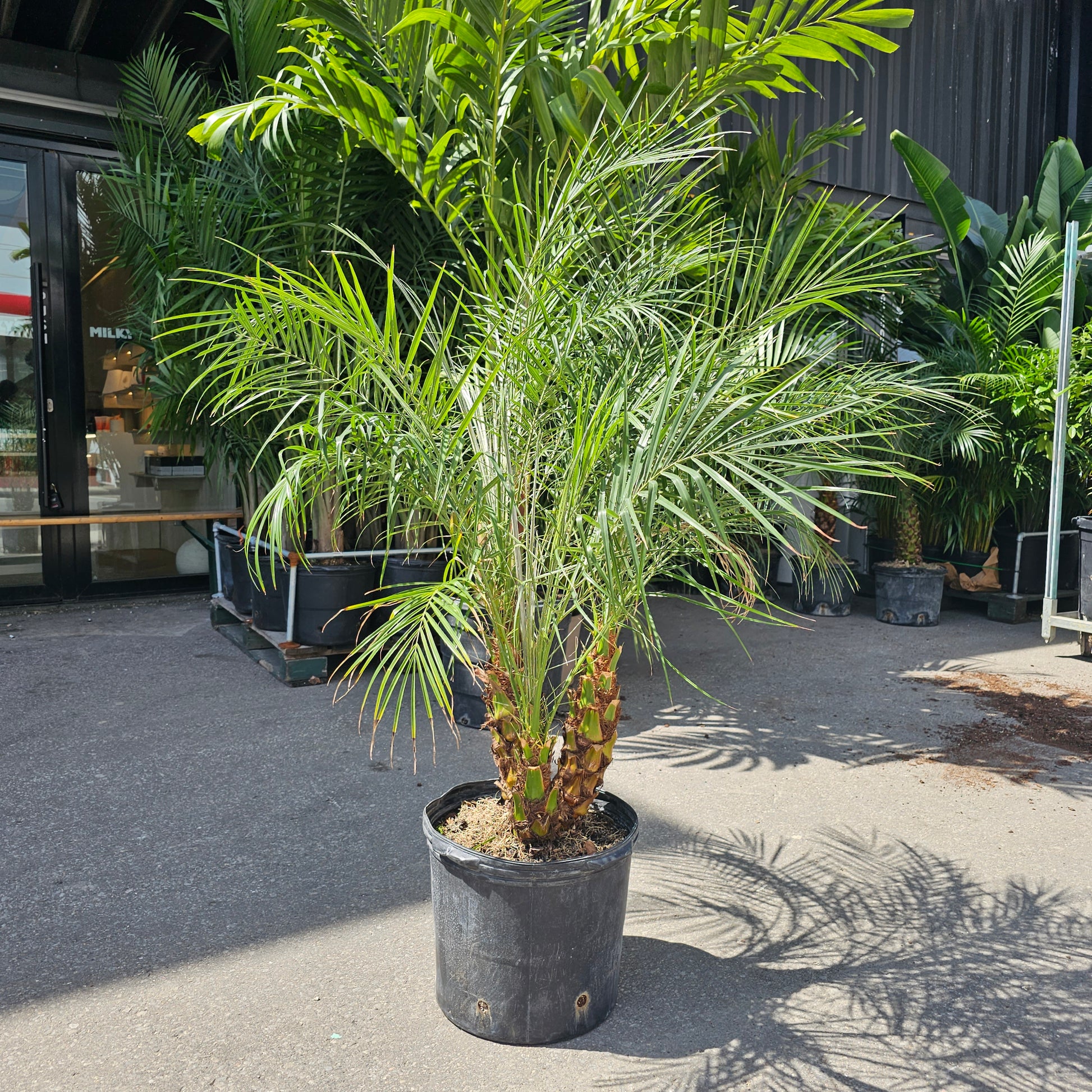 date plant in pot Date Palm: Phoenix Roebelenii - 14" Pot