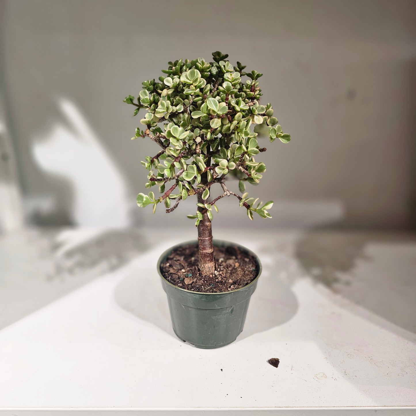 Elephant Bush Jade (Portulacaria afra) in a 4 inch pot. Indoor plant for sale by Promise Supply for delivery and pickup in Toronto