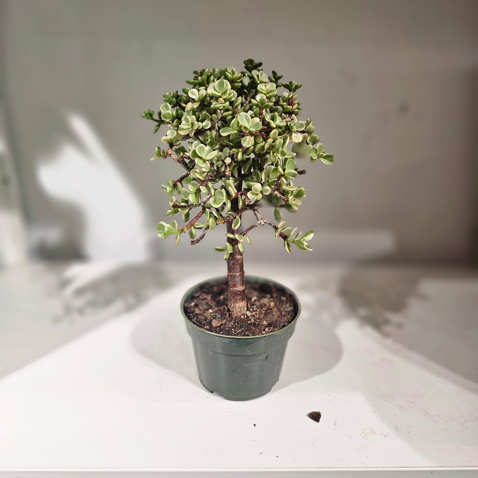elephant jade succulent Variegated Elephant Bush Jade: Portulacaria Afra - 4" Pot