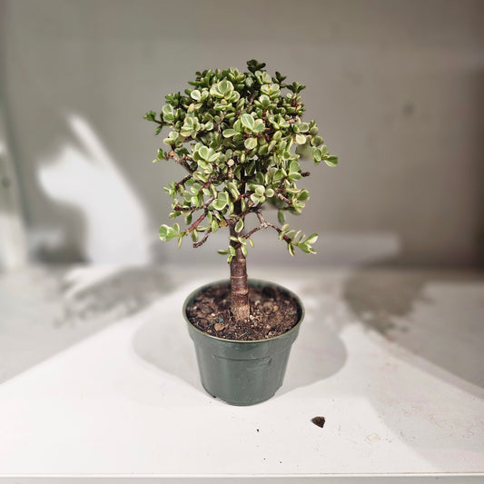 Elephant Bush Jade (Portulacaria afra) in a 4 inch pot. Indoor plant for sale by Promise Supply for delivery and pickup in Toronto