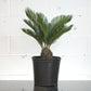 Sago Palm (Cycas revoluta) in a 1 inch pot. Indoor plant for sale by Promise Supply for delivery and pickup in Toronto