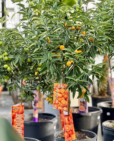 kumquat plant indoor Variegated Kumquat Tree: Fortunella - 16" Pot
