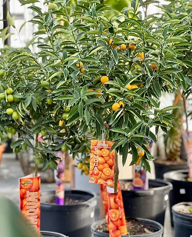 Variegated Kumquat Tree (Fortunella) in a 16 inch pot. Indoor plant for sale by Promise Supply for delivery and pickup in Toronto