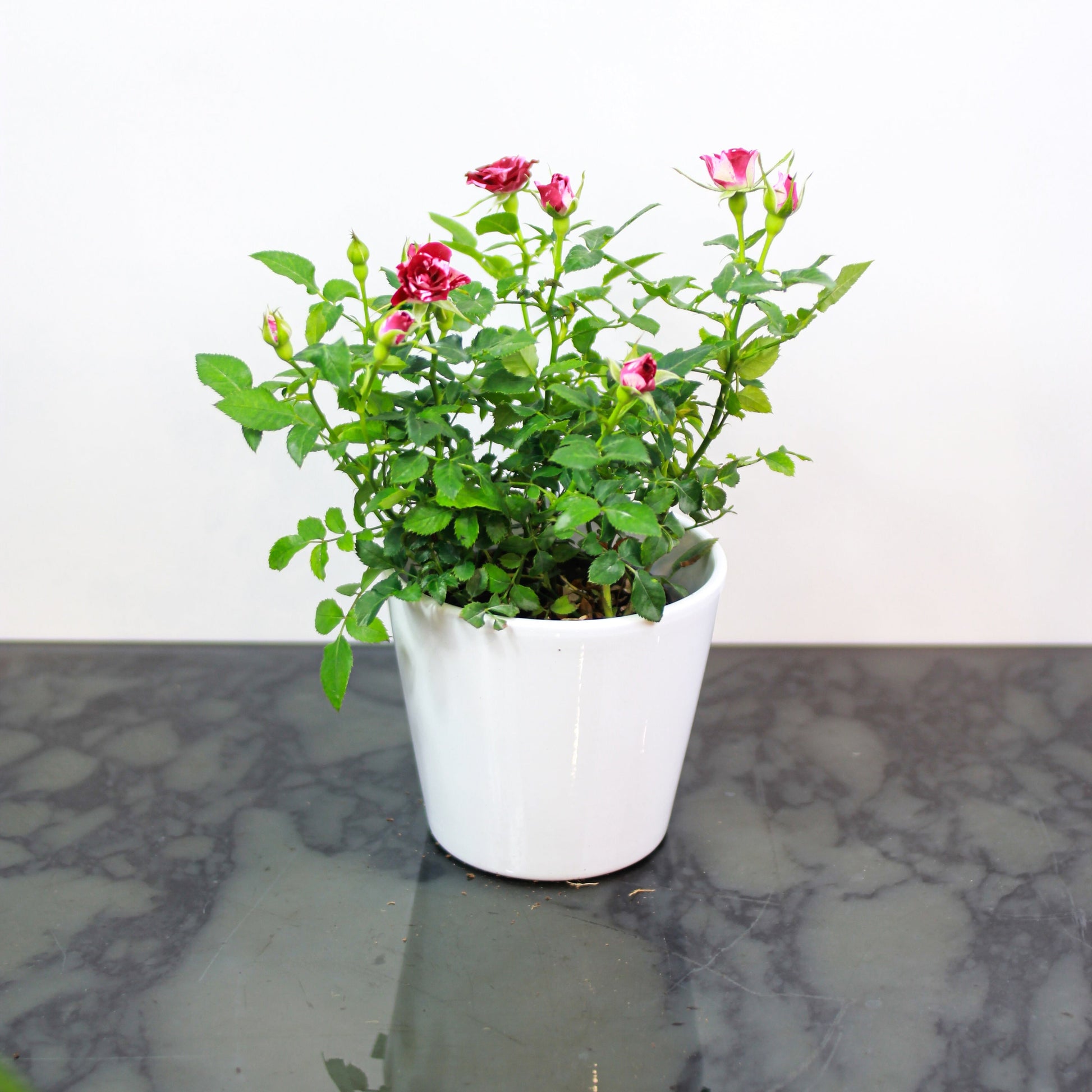 Miniature Rose (Rosa hybrid) in a 5 inch pot. Indoor plant for sale by Promise Supply for delivery and pickup in Toronto