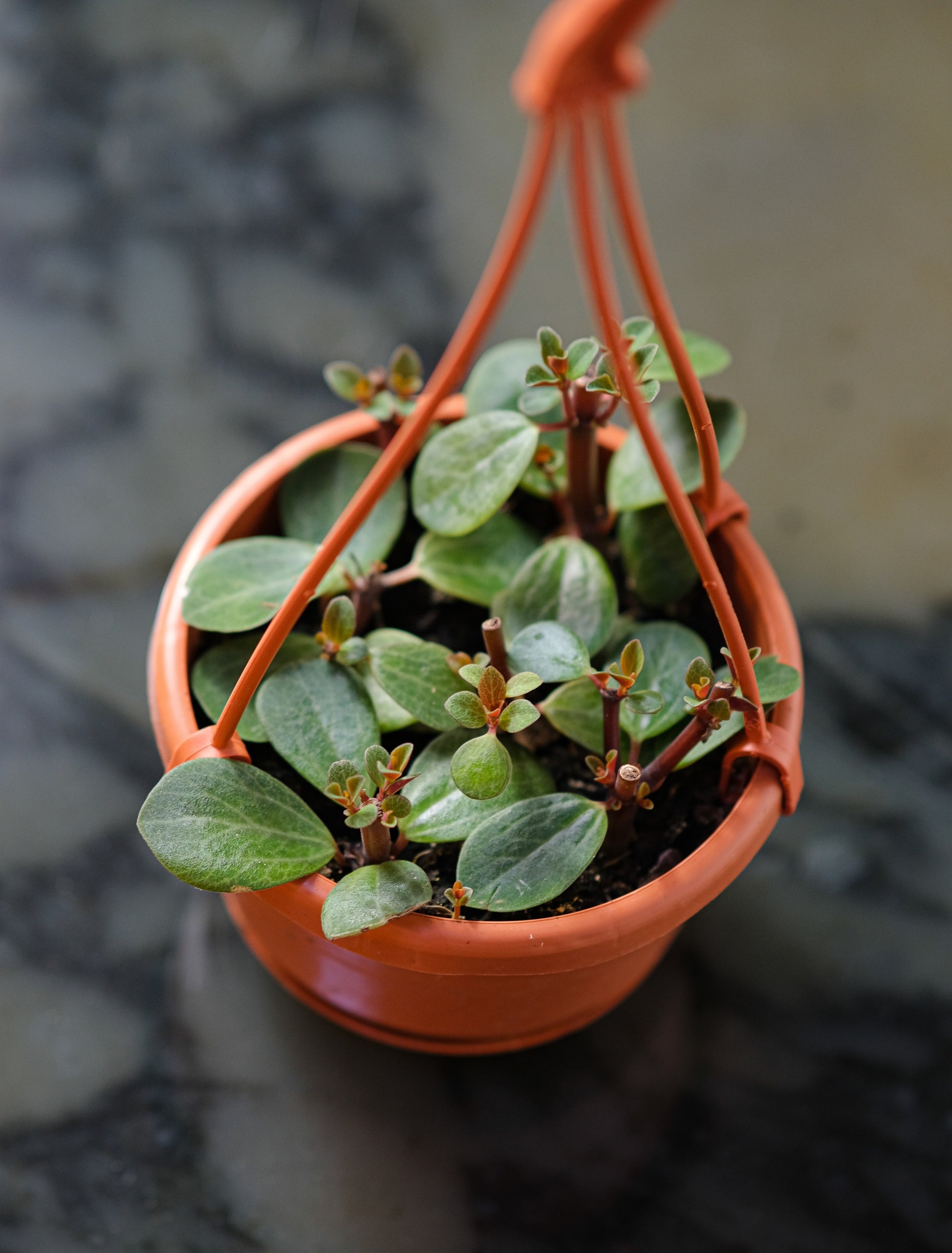 Beetle Peperomia (Peperomia angulata 'Beetle') in a 5 inch pot. Indoor plant for sale by Promise Supply for delivery and pickup in Toronto