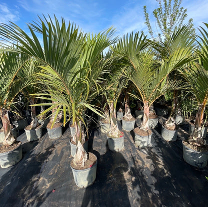 Spindle Palm (Hyophorbe verschaffeltii) in a 14 inch pot. Indoor plant for sale by Promise Supply for delivery and pickup in Toronto