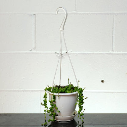 Variegated String of Pearls: Curio rowleyanus - 5 inch hanging basket — indoor plant — indoor plant for sale by Promise Supply for delivery and pickup in Toronto.