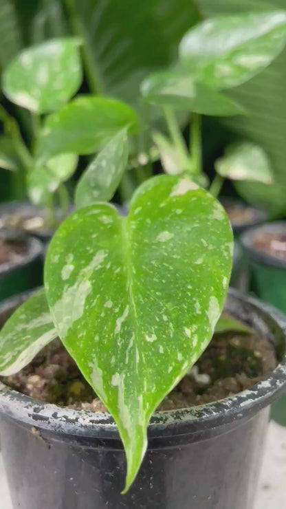 Variegated Monstera (Monstera deliciosa 'Thai Constellation') in a 4 inch pot. Indoor plant for sale by Promise Supply for delivery and pickup in Toronto