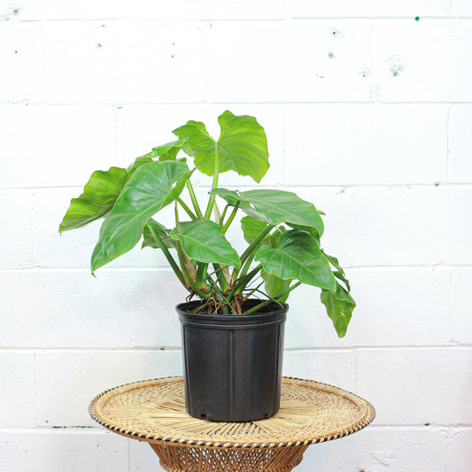 Elephant Ear (Philodendron giganteum) in a 10 inch pot. Indoor plant for sale by Promise Supply for delivery and pickup in Toronto