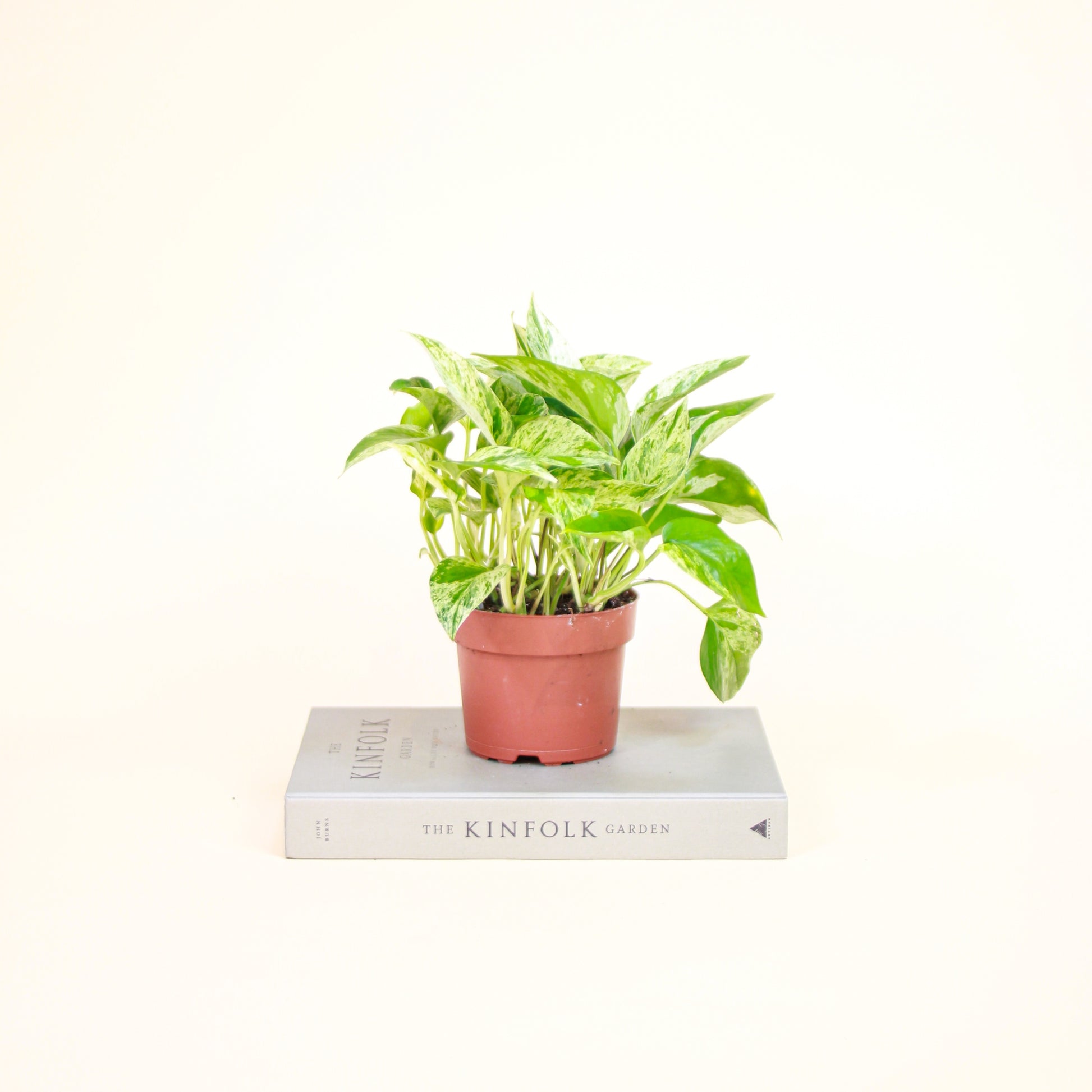 Pothos, Devil's Ivy, Money Plant, Money Vine (Epipremnum aureum) in a 5 inch pot. Indoor plant for sale by Promise Supply for delivery and pickup in Toronto